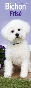 Bichon Frise Slim 2026 Calendar | Slimline Dog Breed Gift 15% OFF MULTI ORDERS - Picture 1 of 8