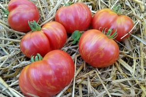 10 graines de tomate Firebird Sweet Dwarf Tomato Project seeds méth.bio - Picture 1 of 4