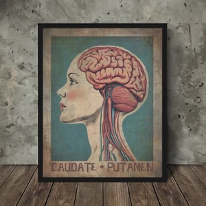 CAUDATE PUTAMEN Brain Anatomy Poster, Intuition Biology Neuroscience Wall Art - Picture 1 of 17
