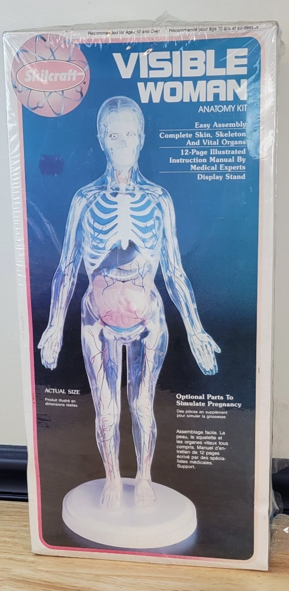 希少 Skil Craft Visible Woman Anatomy Kit Skilcraft Visible Woman Anatomy Model Kit 74623 Vintage | eBay