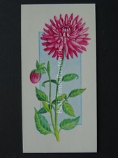 No.34 DAHLIA Flowers All Year Round - Issued by Carreras / Black Cat 1977
