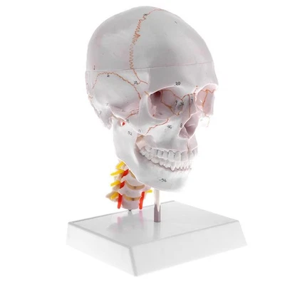 1: 1 Crâne De Tête Humaine De Taille Réelle Avec Affichage De Modèle De