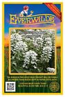 500 Empress Rocket Candytuft Wildflower Seeds - Everwilde Farms Mylar Packet