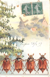 1909 Four Insects Beetle Bugs & Distant Windmill post card - Picture 1 of 2
