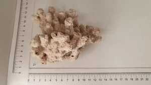 Nr.27- Nano Aquarium echtes Riffgestein Felsen Stein Einzelstück *RAR Meerwasser - Bild 1 von 4