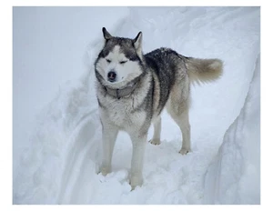 "Foto de Husky Dog 8x10 en 8,5"" x 11" - Imagen 1 de 1