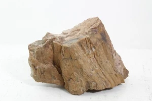 NATURAL FOSSIL PETRIFIED WOOD ROUGH SLAB 20 LBS - Picture 1 of 12