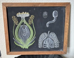 PLANTS PROPAGATION-OLD  EDUCATIONAL TEACHING BOTANICAL SCHOOL MODEL YUGOSLAVIA - Picture 1 of 8