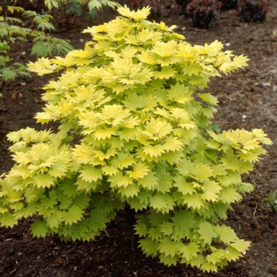 Japanese Maple Tree, Acer Jordan, Colour Changing Leaves, 3L Pot, 40-50cm Tall - Image 1 of 4