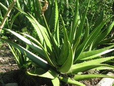 ALOE VERA BARBADENSIS PLANTA MEDICINAL , 10 Semillas - Seeds / Pack