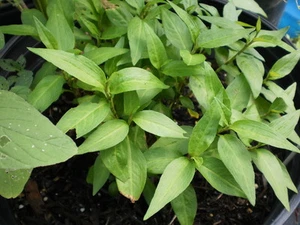 Vietnamese Coriander / rau rom in container like 1 quart/bowl/44 oz cup+BONUS - Picture 1 of 6