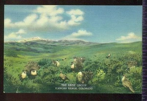 THE SAGE GROUP Elkhorn Range Colorado Vintage Postcard - Bild 1 von 1