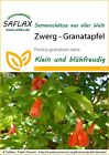 Saflax 12350 Zwerg - Granatapfel (Granatapfelsamen)