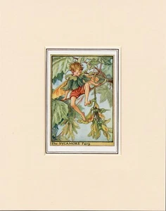 SYCAMORE TREE FAIRY Original Vintage 1940's Cecily Mary Barker Print Mounted - Picture 1 of 1
