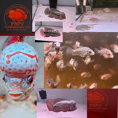 Fry Size Kamfa Flowerhorn Fish | Baby Kamfa | Cíclidos de acuario vivos Fry Foto 1 de 4