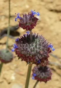 Semillas de chía del desierto (Salvia columbariae) -30 semillas- - Imagen 1 de 5