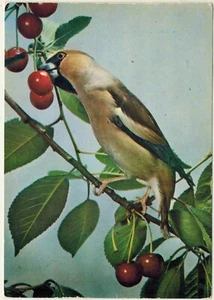 AK-Thema Vogel-Blume-Natur-Kirschbaum-ED.Italienisch-K14 - Bild 1 von 2