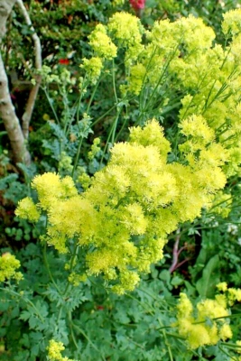 Foamy meadowrue 30 seeds, Thalictrum Isopyroides, hardy perennial yellow flowers - Image 1 of 4