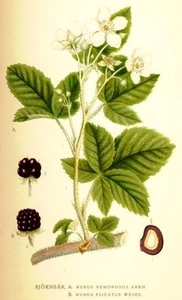 100 Semillas de Zarzamora ( Rubis Fruticosus) seeds - Imagen 1 de 1