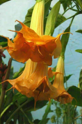 DOBLE NARANJA DATURA METEL - BRUGMANSIA, 15 semillas + GRATIS - Imagen 1 de 3