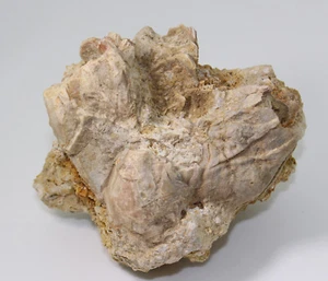 Seepocke, Megabalanus tintinnabulum, Tertiär, Miozän, Montpeyroux, FRA (eb4997) - Bild 1 von 7