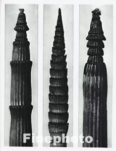1929 Vintage KARL BLOSSFELDT Original BOTANICAL PLANT Horsetail Stem Photo Art - Picture 1 of 1