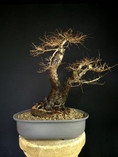 PRE BONSAI DI OLMO PARVIFOLIA