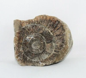 Negativo de amonita fósil de la costa de Yorkshire SG016 - Imagen 1 de 1