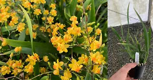 RON Orchid Oncidium Onc Twinkle 'Oro 100mm Pot MERICLONE FLOWERING SIZE FRAGRANT - Picture 1 of 5