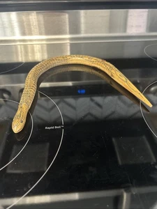 Serpente a balzo articolato in legno giocattolo 19,5" beige flessibile - Foto 1 di 6