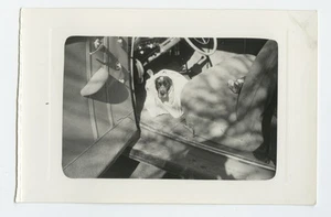 30er Jahre Schnappschuss Hund in Decke gewickelt auf Autoboden - Bild 1 von 1