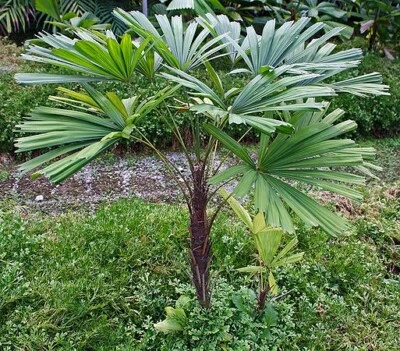 Licuala spinosa (Mangrove Fan Palm Tree) 5 Seeds | RARE Indoor Outdoor Plant UK - Image 1 of 4