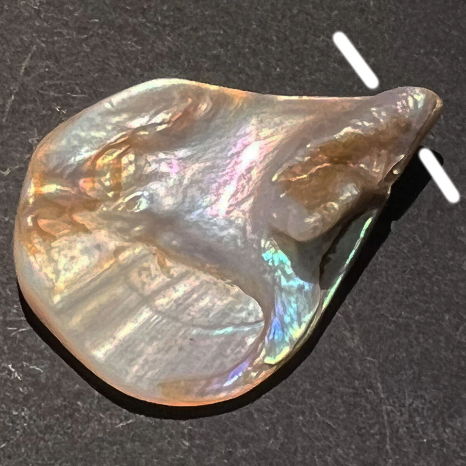 DIVERSE 23-32 MM PERLMUTT MUSCHELN OBEN GEBOHRT ORIGINALFOTO  - Bild 1 von 1