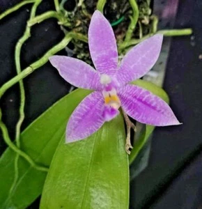Phalaenopsis Violacea tetraspis Fragante Orquídea Floración en Miniatura Talla CITES PHYTO - Imagen 1 de 2