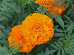 Orange marigolds 250 seeds free shipping world wide. - Picture 1 of 3