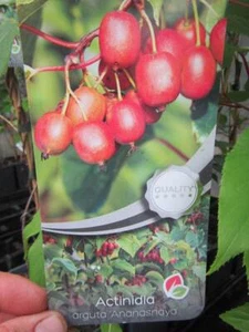 Actinidia arguta 'Ananasnaya'- rote Mini Kiwi (weiblich) Frost- Pflanze 30-50cm - Bild 1 von 2
