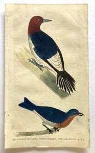 1828 antike handkolorierte Vogel Lithographie amerikanischer Specht & Bluebird Bigland - Bild 1 von 1