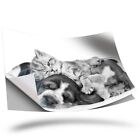 1 X Vinyl Sticker A3 - Bw - Sleepy Puppy & Kittens Dog Cat #36243