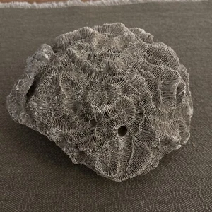 Brain Coral Specimen. 2 Lbs 6 Ounces. 8” X 8” X 4”. - Picture 1 of 8