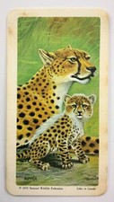 Animals and Their Young Cheetah No 30 Red Rose Tea Card CC618
