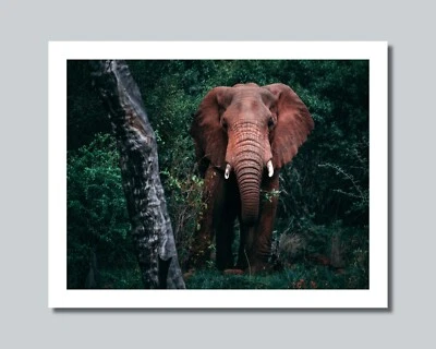 Foto de elefante rojo Kenia África 8x10 11x14 16x20 con opción de marco (W1) Foto 1 de 4