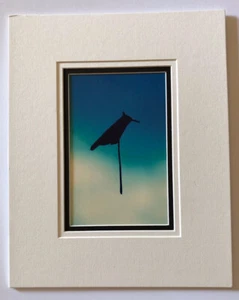 Leaf ‘bird’ Silhouette Original Photograph - Picture 1 of 7