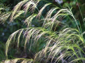 Austrostipa Ramossissima x 1 Plant - Bamboo Grass -- Ornamental Grass - Picture 1 of 5