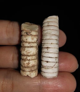 ¡INCREÍBLES AMONITAS! 2 PIEZAS TALLO CRINOIDE, FÓSIL DE LIRIO MARINO DE TIMOR INDONESIA, 35MM - Imagen 1 de 6