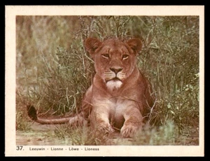 Tarjeta de vida silvestre africana c.1960 holandesa - leona no. 37 - Imagen 1 de 2