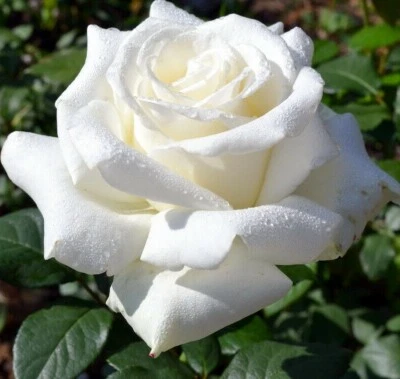 GENERIQUE 50x graines de Rosier Grimpant Blanc - 50x Climbing White Rose rosebush seeds