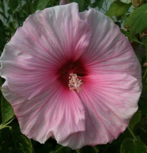 ROSE MALLOW SEEDS 200+ LAVETARA TRIMESTRIS mixed colors FLOWERS Free Shipping - Picture 1 of 1
