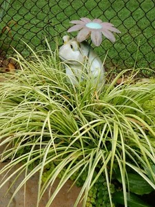 "OGON" GOLDEN VARIEGATED SWEET FLAG - Acorus gramineus - 20 SINGLE PLANTS - Picture 1 of 2