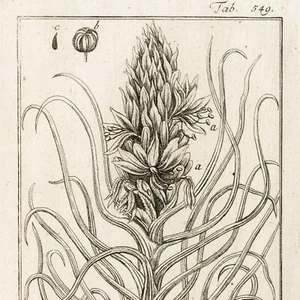Scarce 1796 ZORN ICONES PLANTARUM Botanical Engraving Pl. 549 ASPHODELUS RAMOSUS - Picture 1 of 5