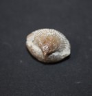 Cretirhynchia sp. Brachiopode alte Sammlung Frankreich
